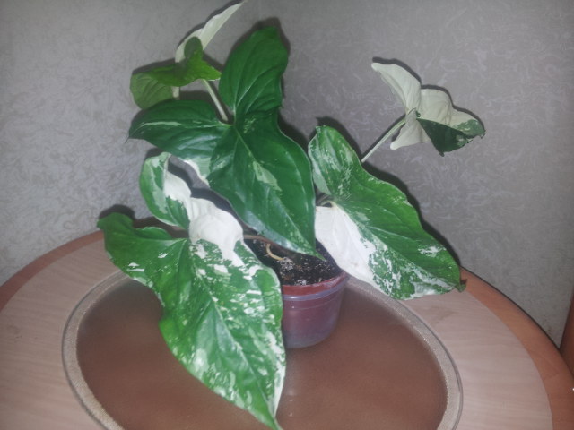 20131118_085245.jpg