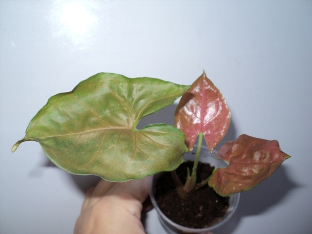 DSC07973.JPG