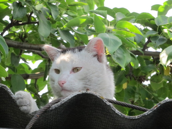 кот.jpg