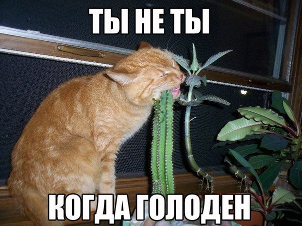 голод.jpg