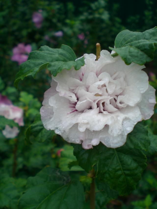CIMG0960.jpg