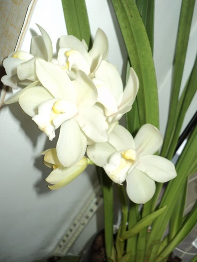 DSC02517 (Копировать).JPG