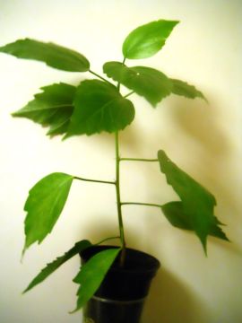 DSCN4356.JPG