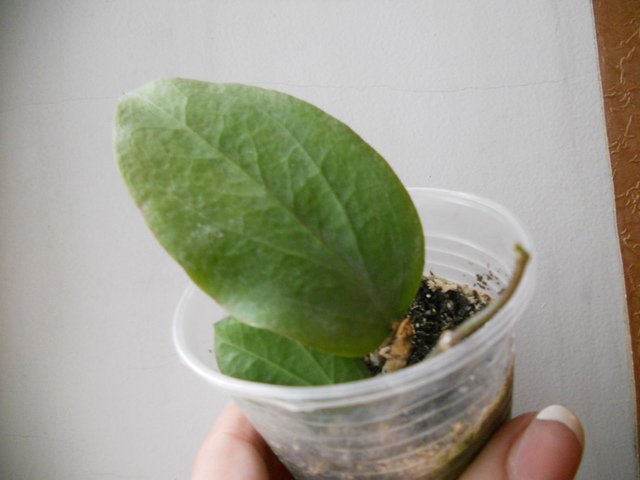 DSCN3854.jpg