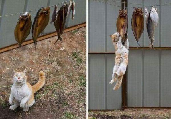 для любимого кота.jpg