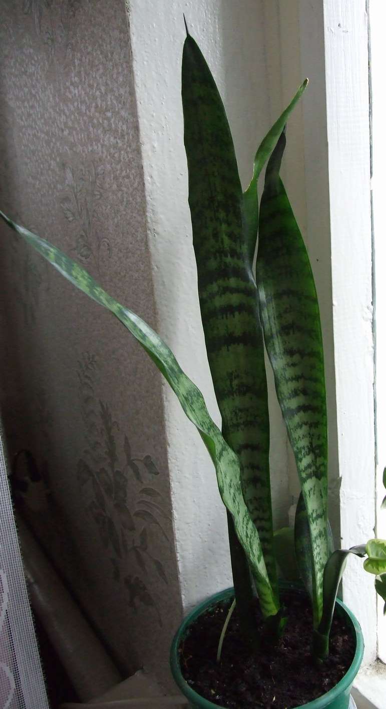 DSCF7815_thumb.jpg