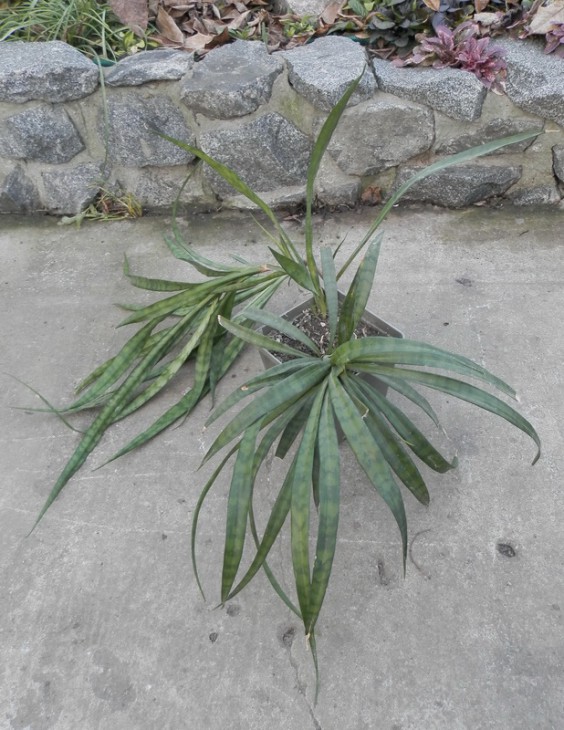 Sansevieria dooneri1.JPG
