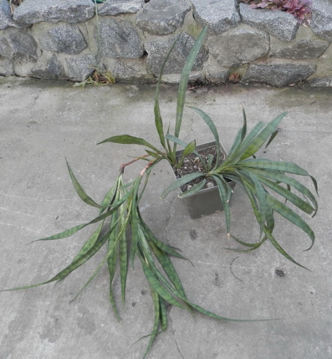 Sansevieria dooneri.JPG