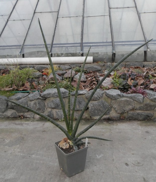 Sansevieria cylindrica patula.JPG