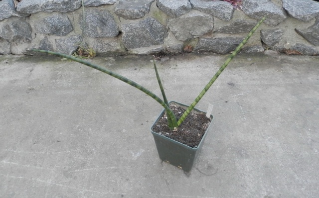 Sansevieria cylindrica cv %27Skyline%27.JPG