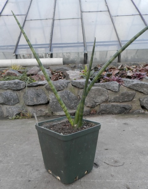 Sansevieria cylindrica cv %27Skyline%272.JPG