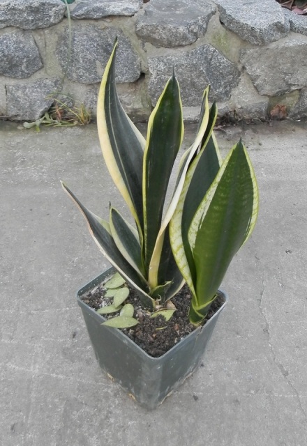 Sansevieria black gold superba1.JPG