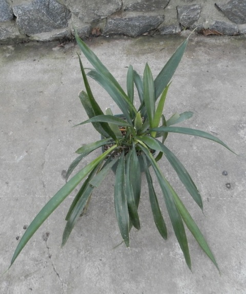 Sansevieria grandicuspis.JPG