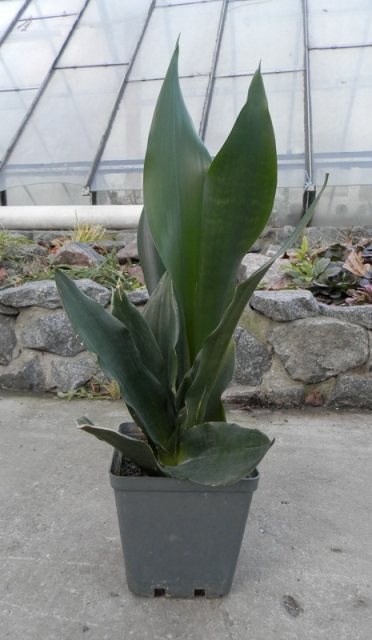 Sansevieria Futura Black1.JPG