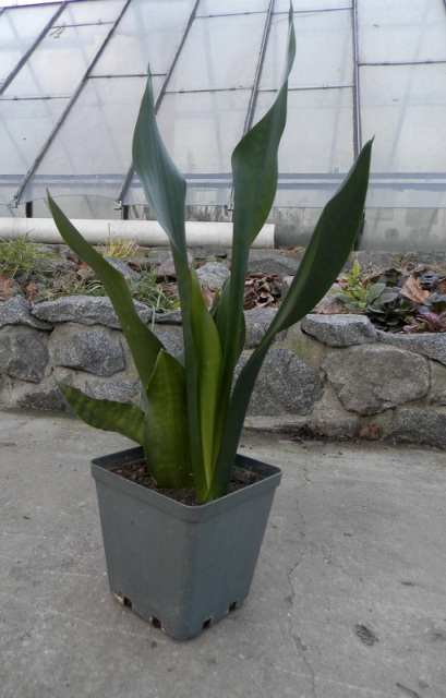 Sansevieria Futura Black.JPG