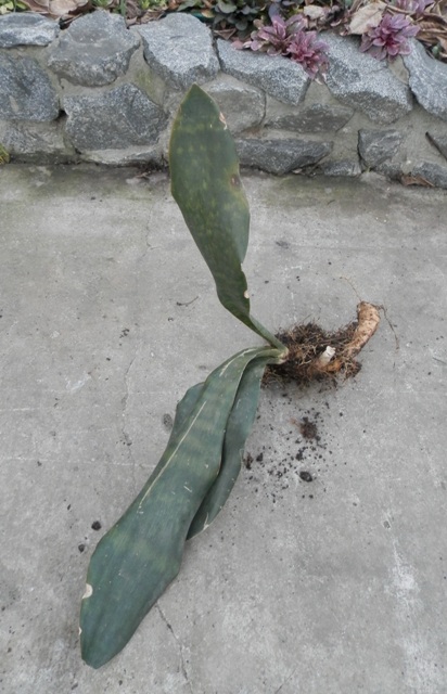 Sansevieria grandis3.JPG
