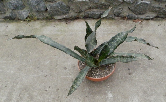 Sansevieria kirkii1.JPG