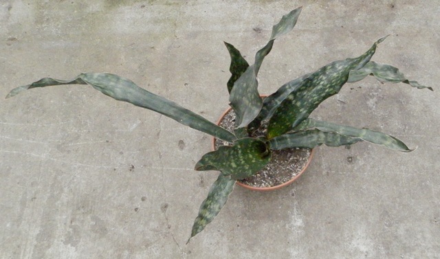 Sansevieria kirkii.JPG
