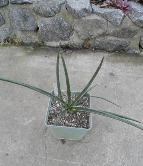 Sansevieria suffruticosa2.JPG