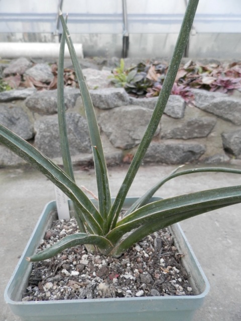 Sansevieria suffruticosa.JPG