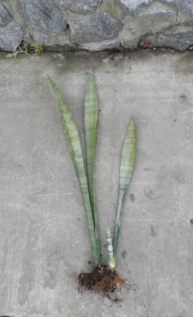 Sansevieria Silver Queen.JPG