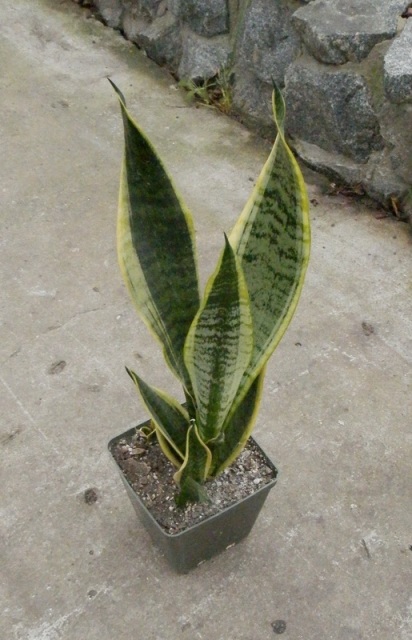Sansevieria cv %27Futura Superba%27.JPG