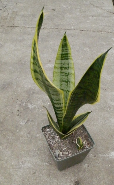 Sansevieria cv %27Futura Superba%27 2.JPG