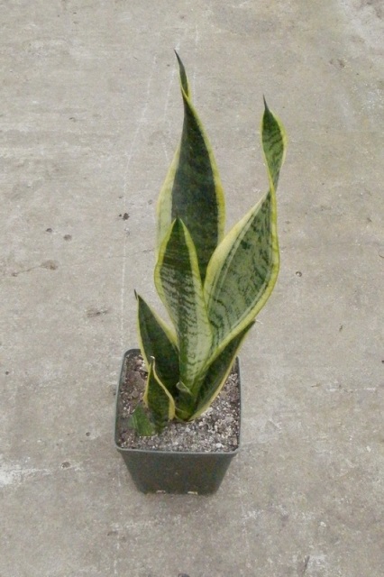 Sansevieria cv %27Futura Superba%27 1.JPG