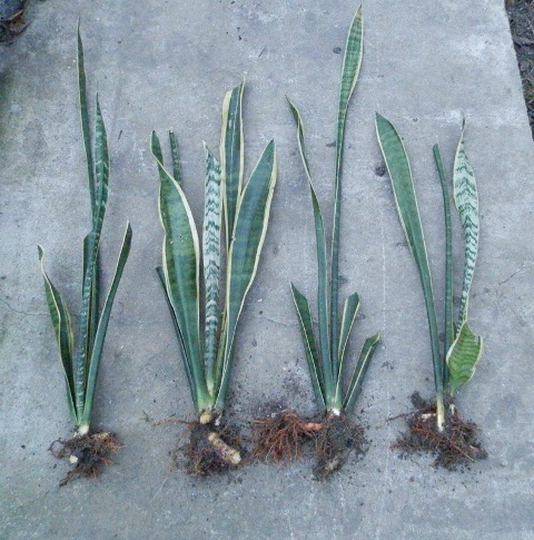 Sansevieria trifasciata Laurentii1.JPG