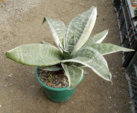 Sansevieria trifasciata hahnii marginated 1.JPG