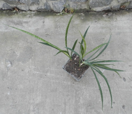 Sansevieria parva.JPG
