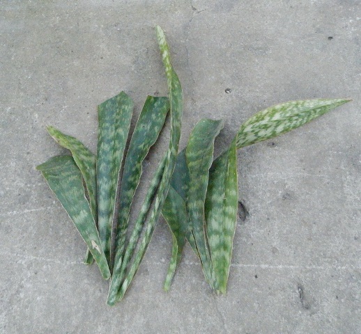 Sansevieria zuluensis.JPG