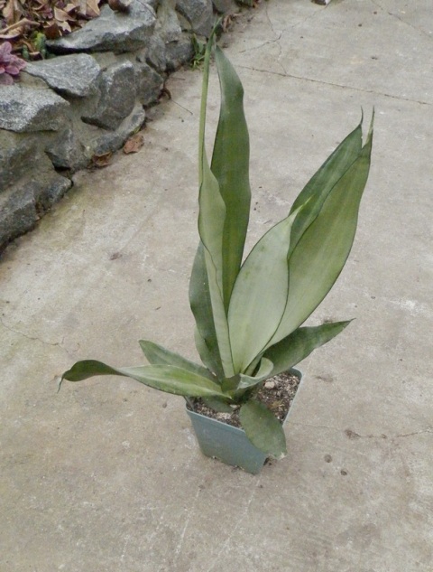 Sansevieria trifasciata Moonshine1.JPG