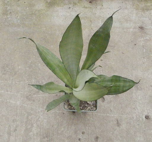 Sansevieria trifasciata Moonshine.JPG