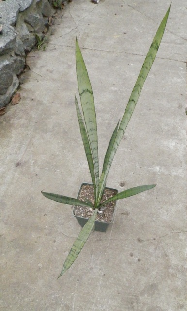 Sansevieria trifasciata Silver Princess1.JPG