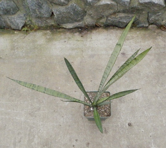 Sansevieria trifasciata Silver Princess.JPG