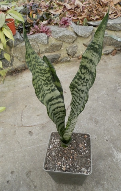 Sansevieria trifasciata sp.JPG