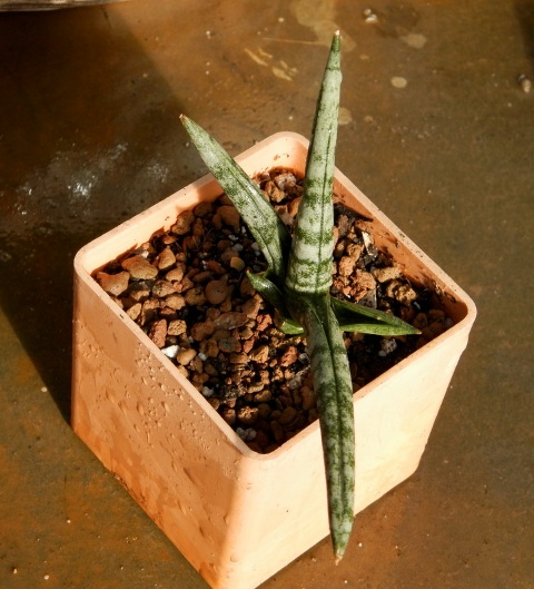 Sansevieria bonselensis1.JPG