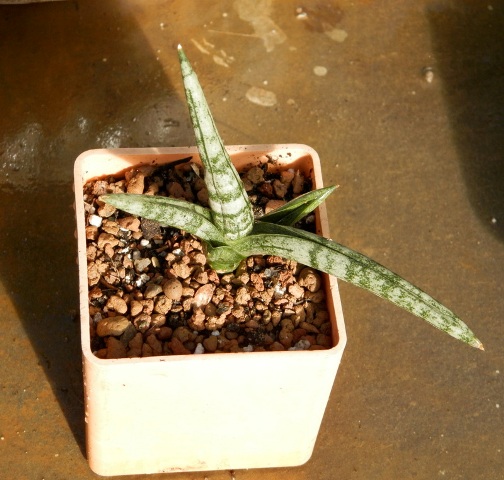 Sansevieria bonselensis.JPG