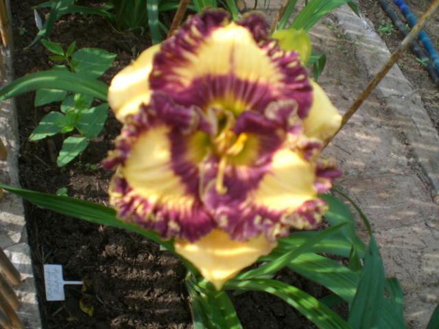 CIMG0529.jpg