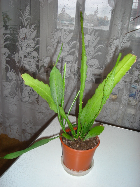 DSC00778.JPG
