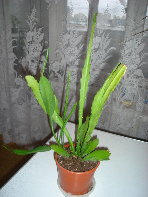 DSC00780.JPG
