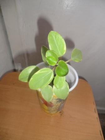 CIMG0536.JPG