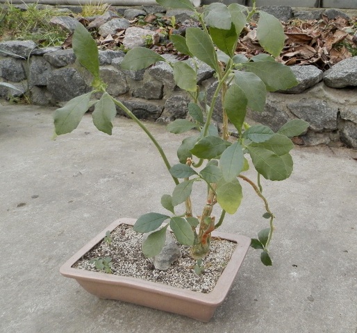 Dorstenia hildebrandtii3.JPG