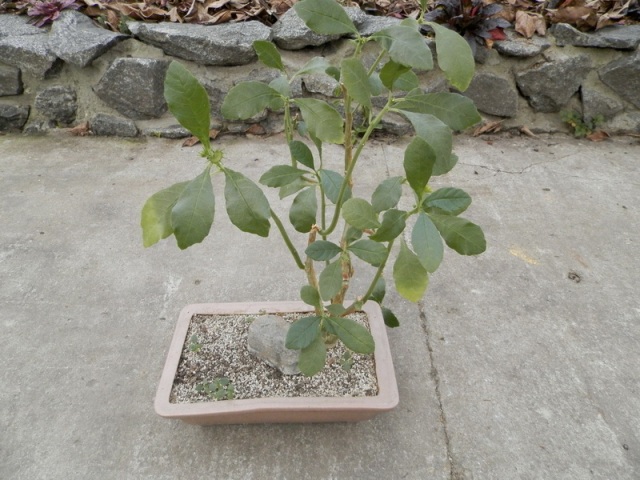 Dorstenia hildebrandtii1.JPG