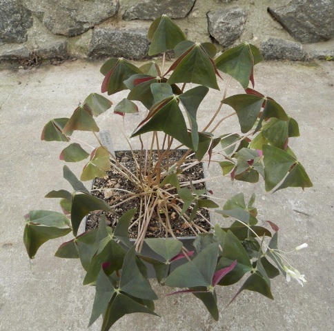 Oxalis acetosella1.JPG