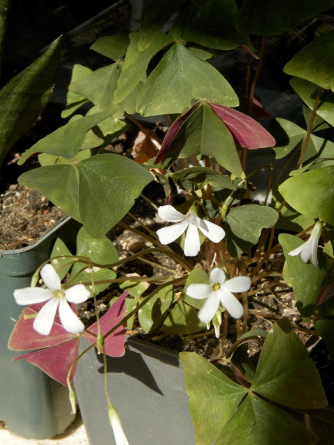 Oxalis acetosella.JPG