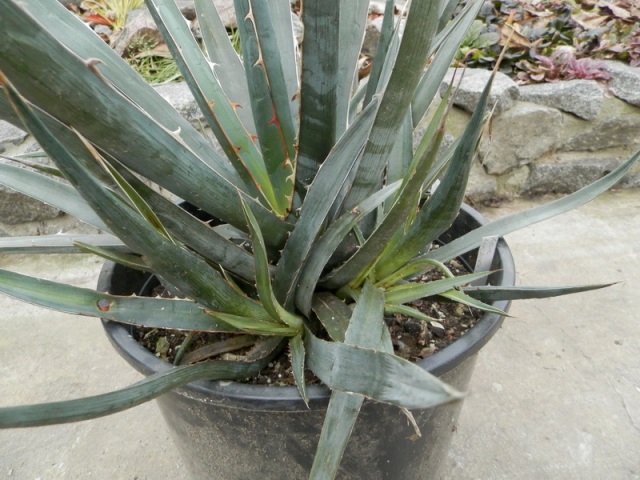 Agave kerchovei1.jpg