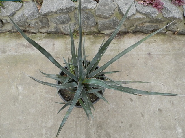 Agave kerchovei.jpg