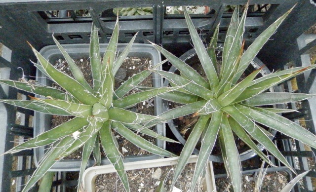 Agave filifera1.jpg
